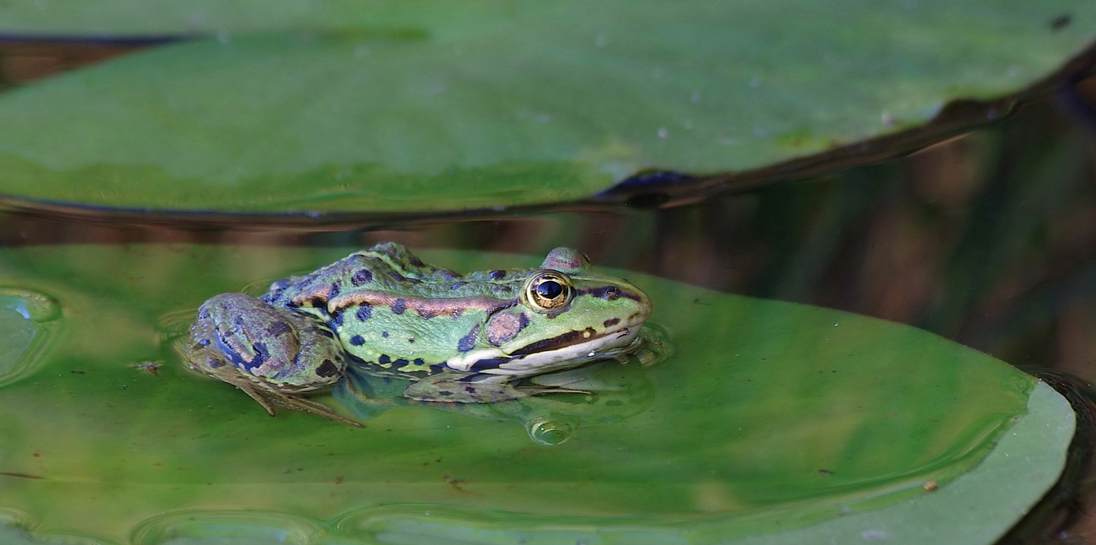 Teichfrosch