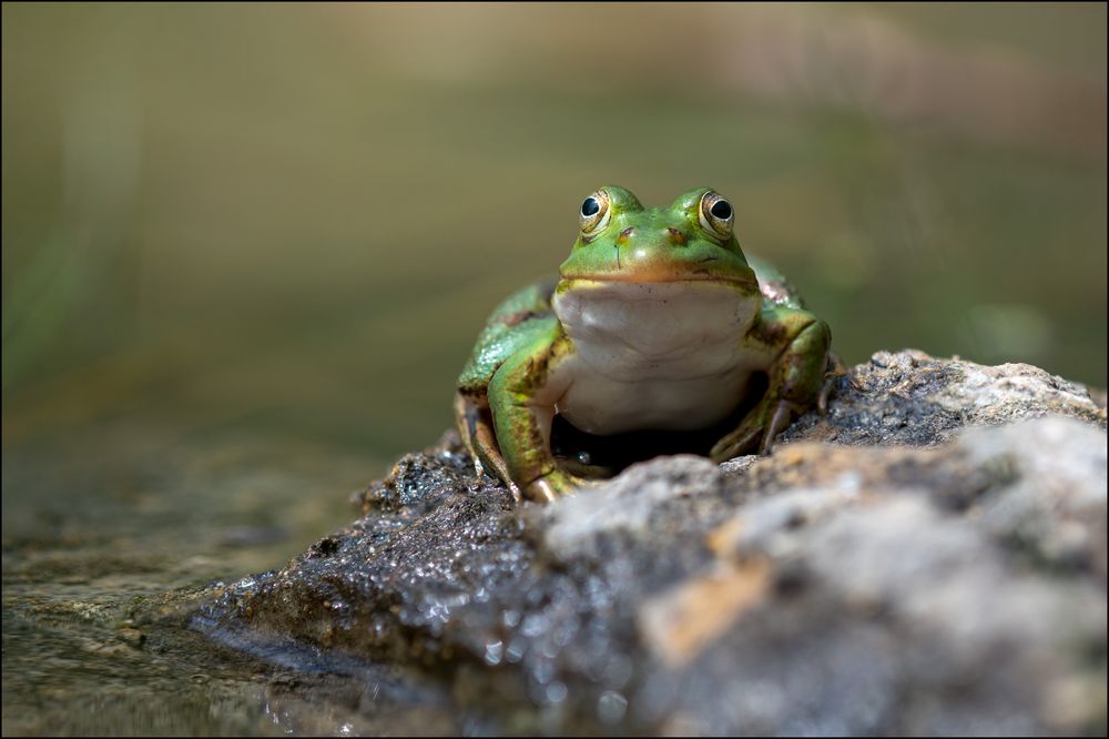 Teichfrosch