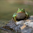 Teichfrosch