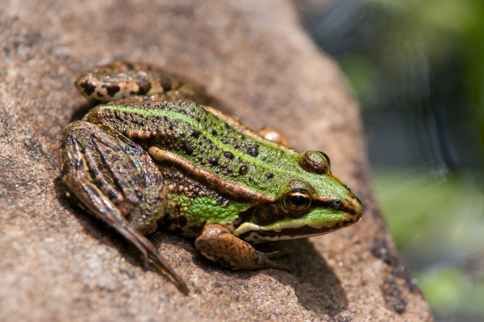 Teichfrosch