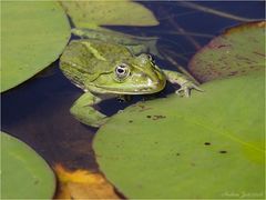 Teichfrosch