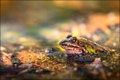 Teichfrosch