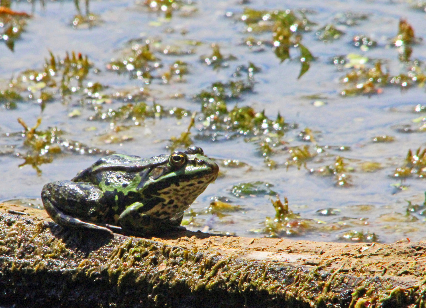 Teichfrosch