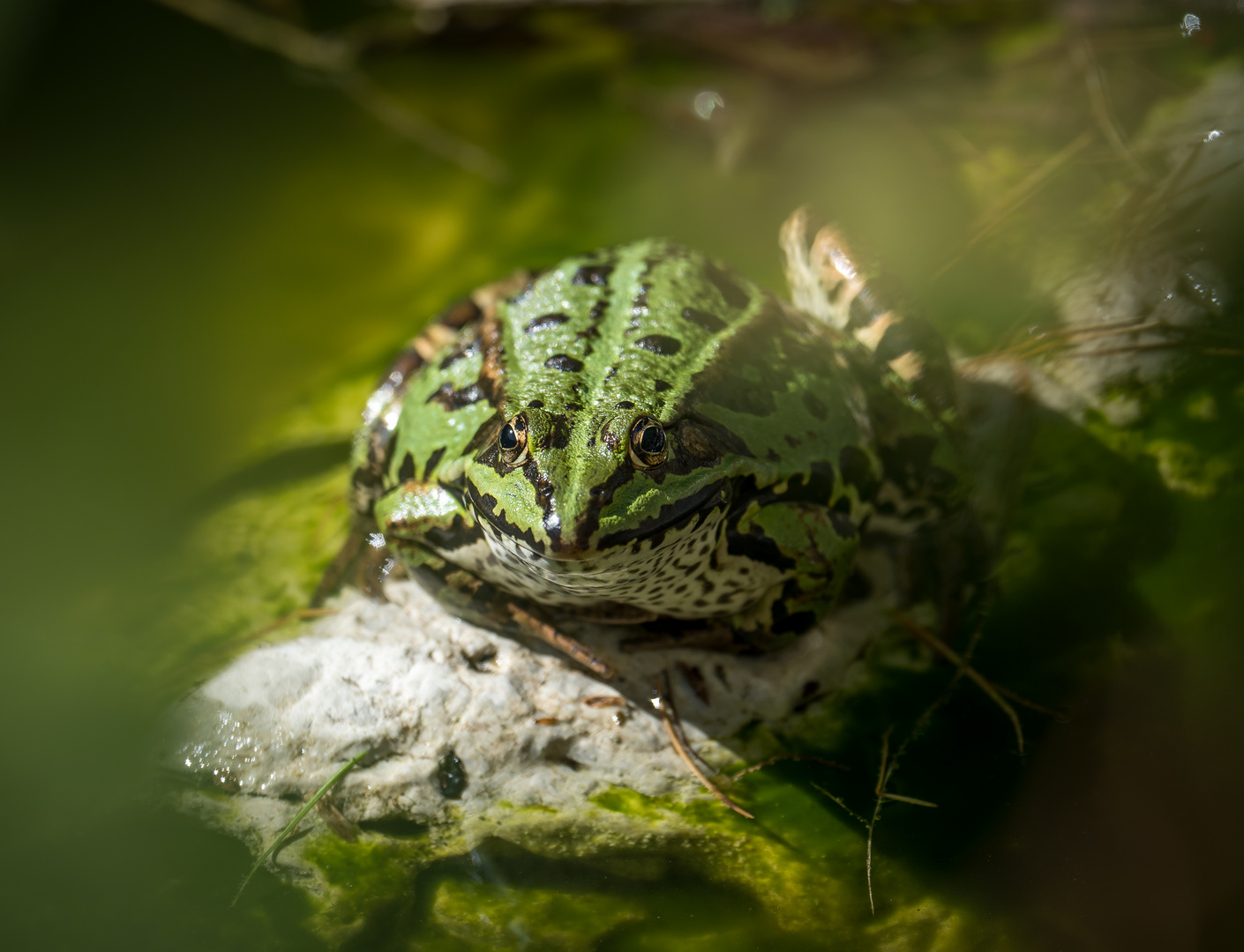 Teichfrosch