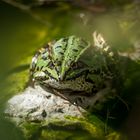 Teichfrosch