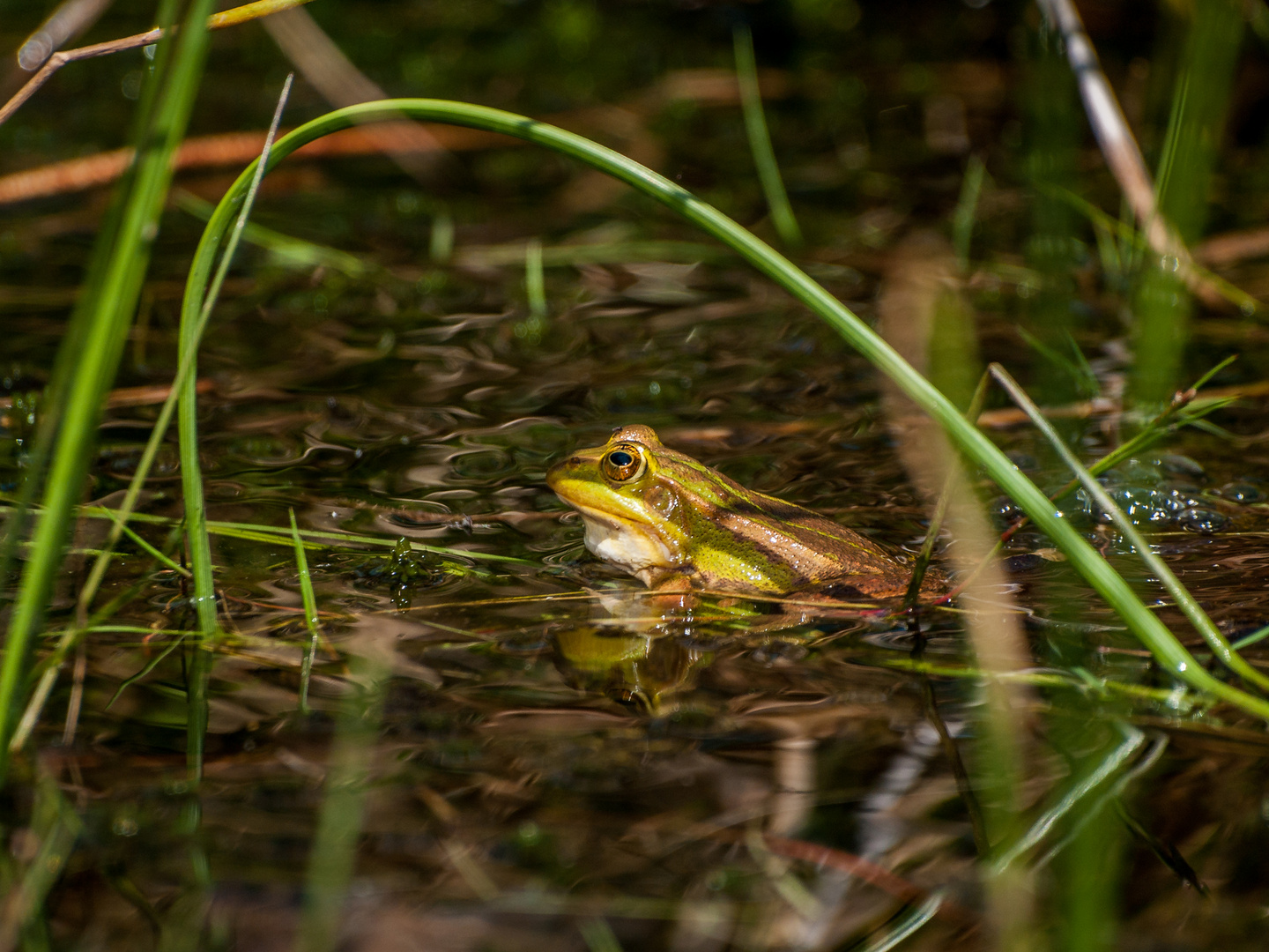 Teichfrosch