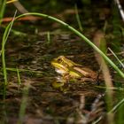 Teichfrosch