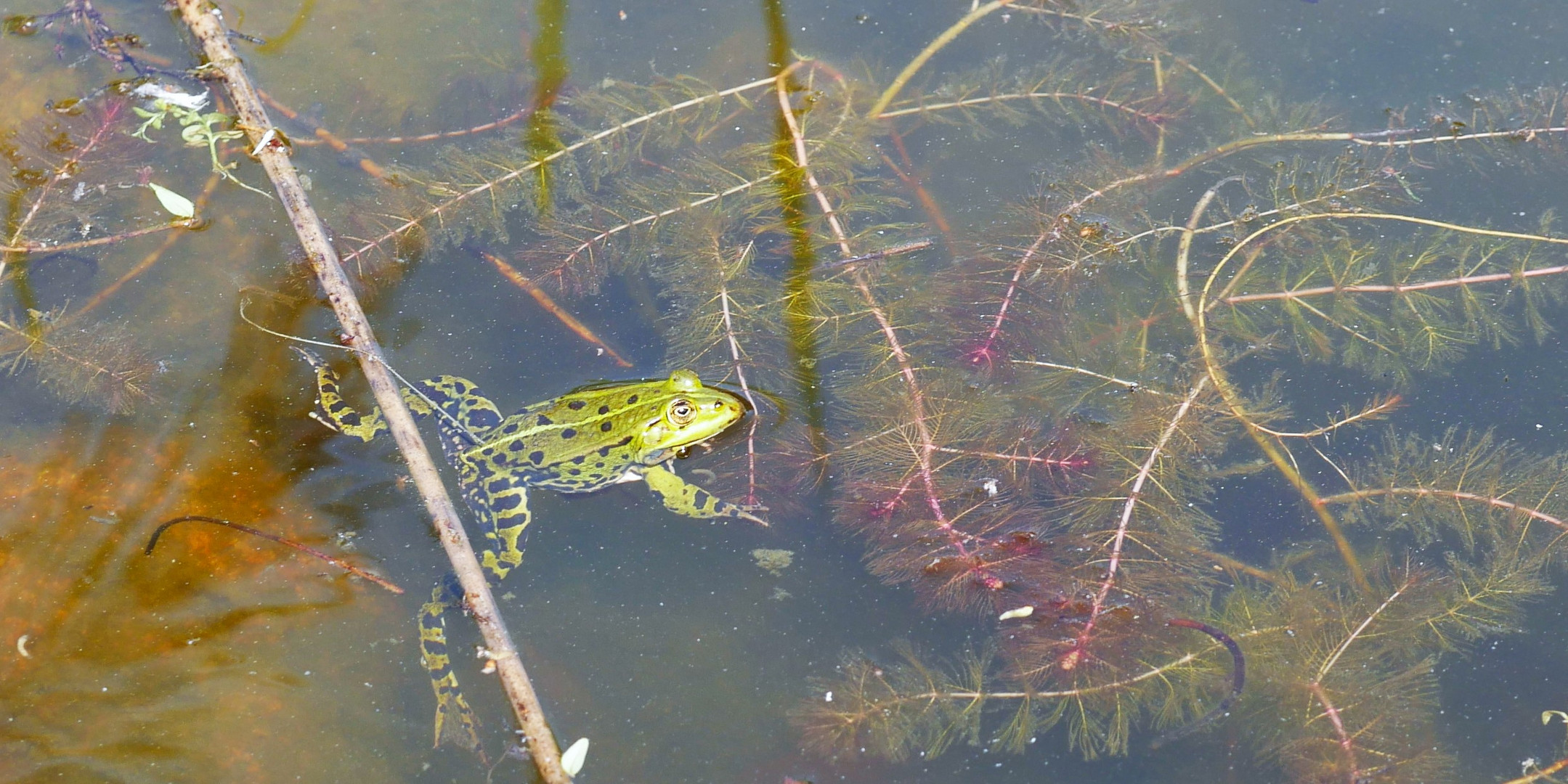 Teichfrosch