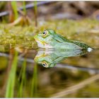 Teichfrosch