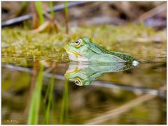 Teichfrosch