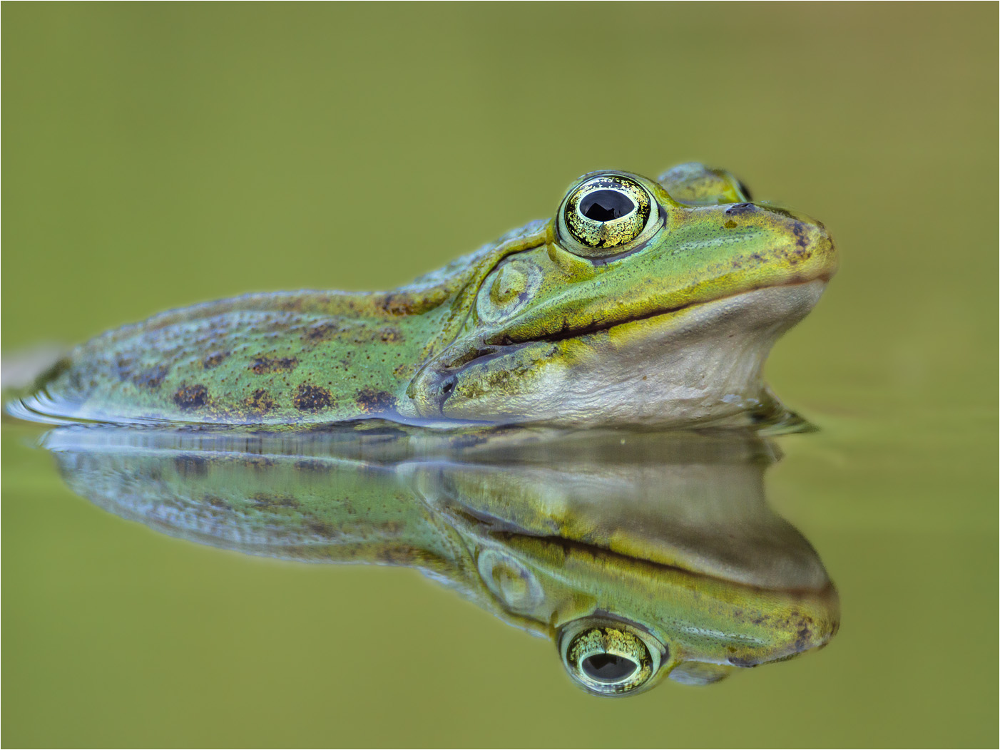 Teichfrosch