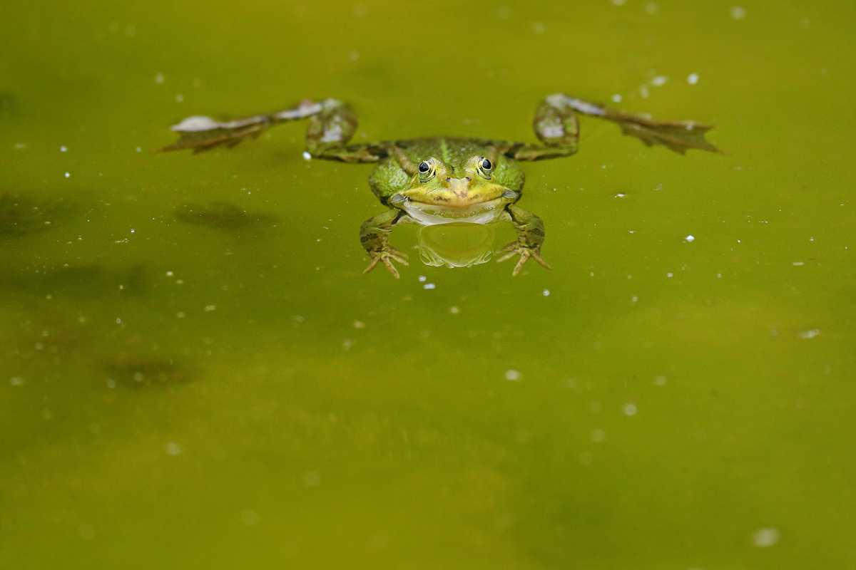 Teichfrosch