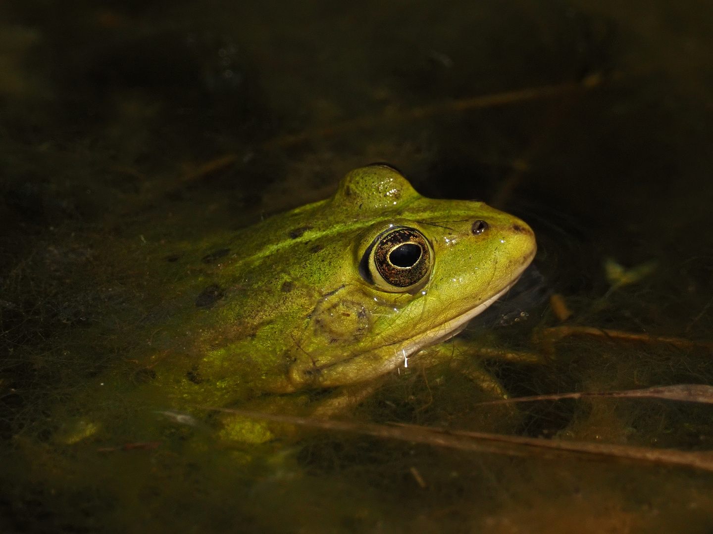 Teichfrosch