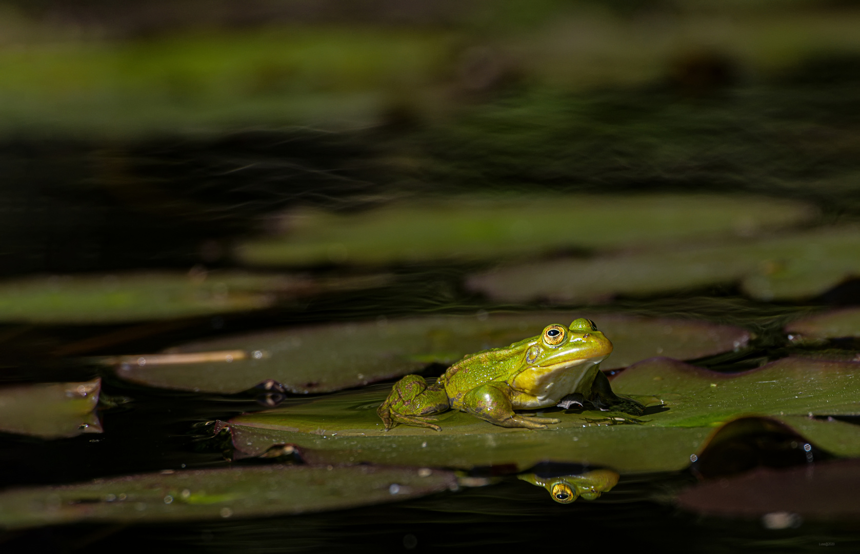 Teichfrosch