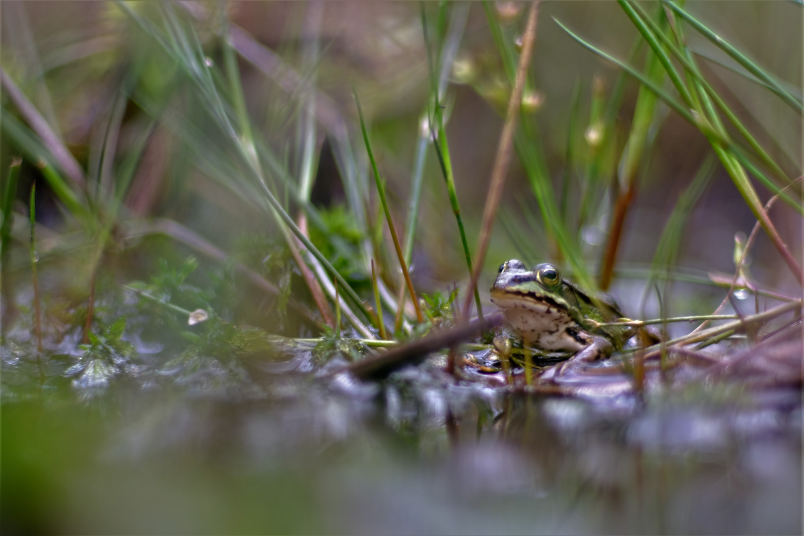 - Teichfrosch -