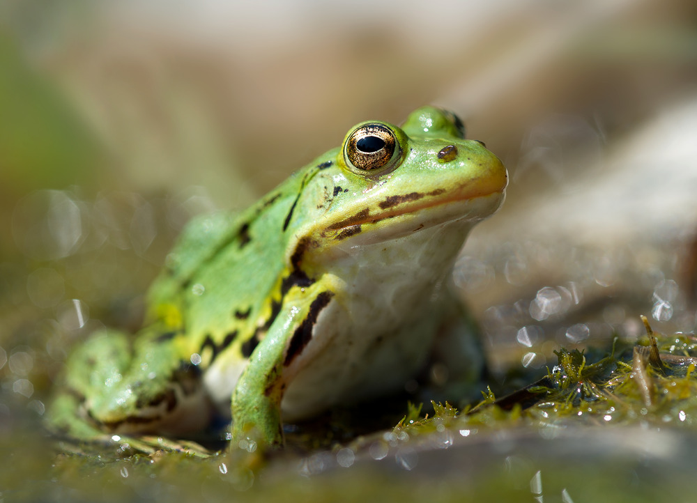 Teichfrosch