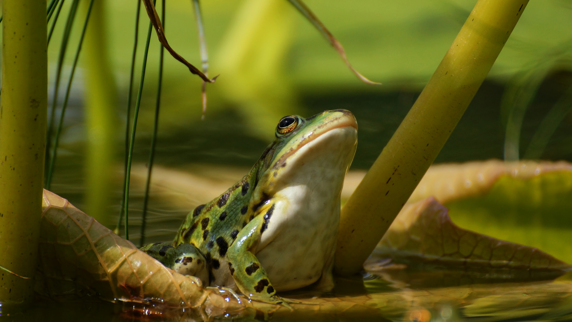 Teichfrosch 