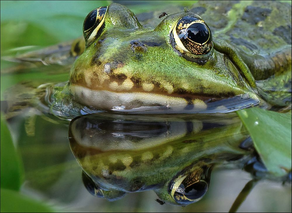 Teichfrosch