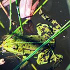 Teichfrosch