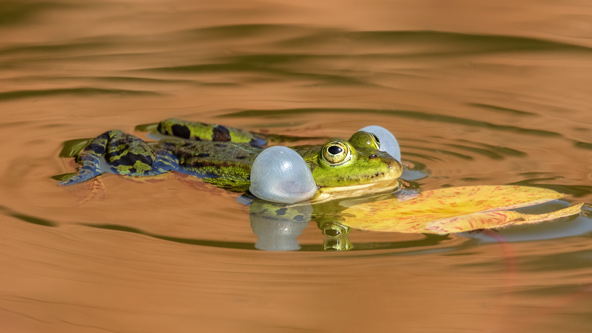 Teichfrosch