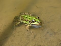 Teichfrosch