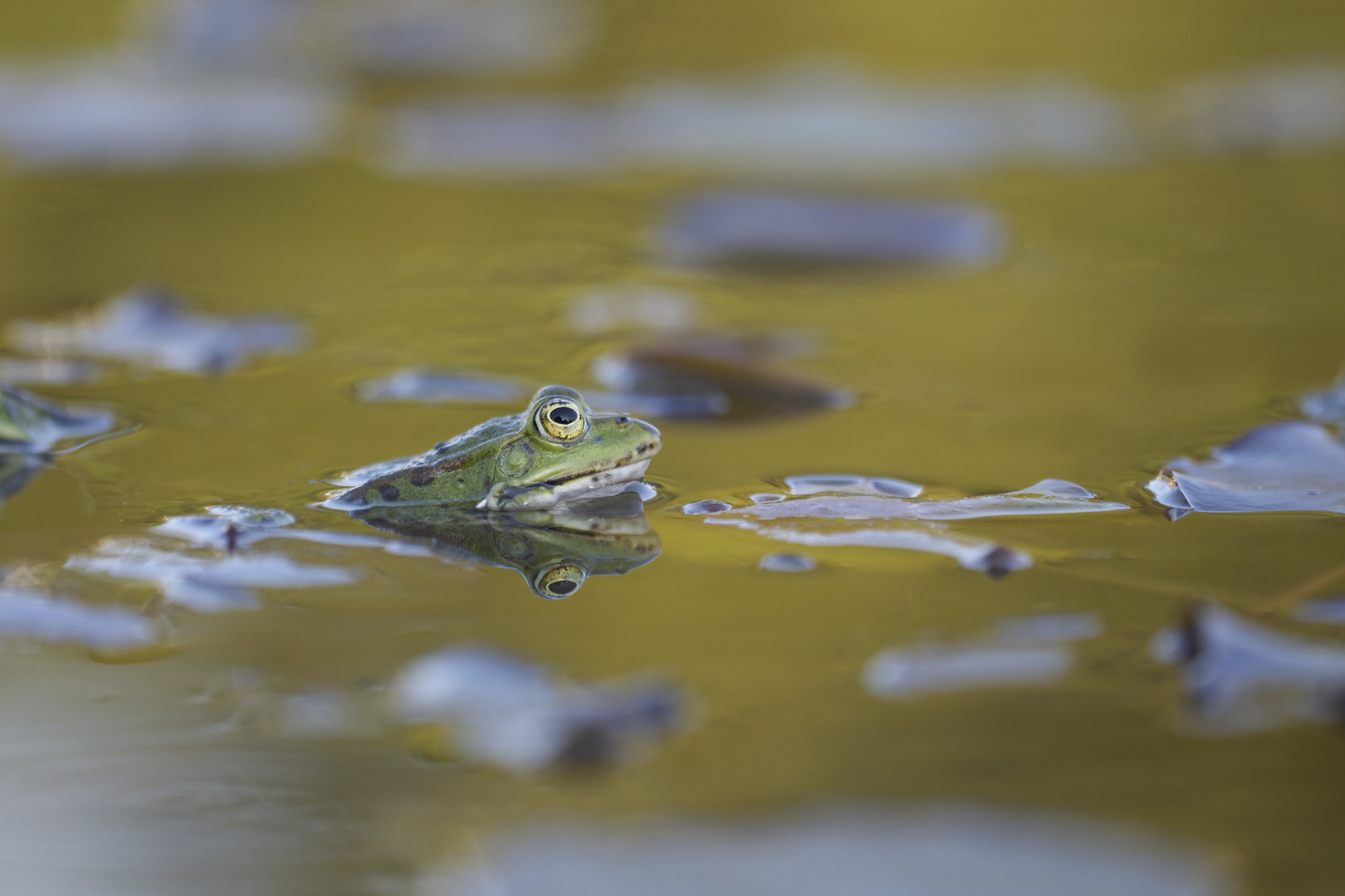 Teichfrosch