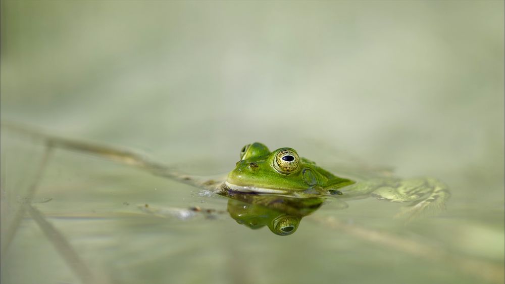 Teichfrosch