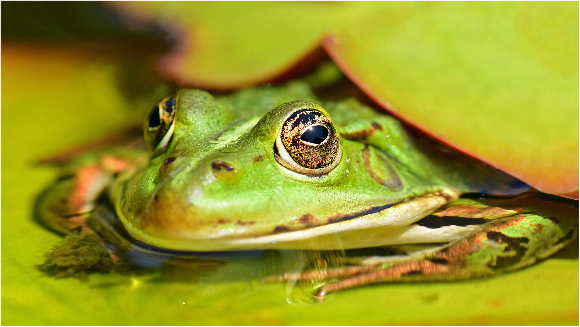 Teichfrosch