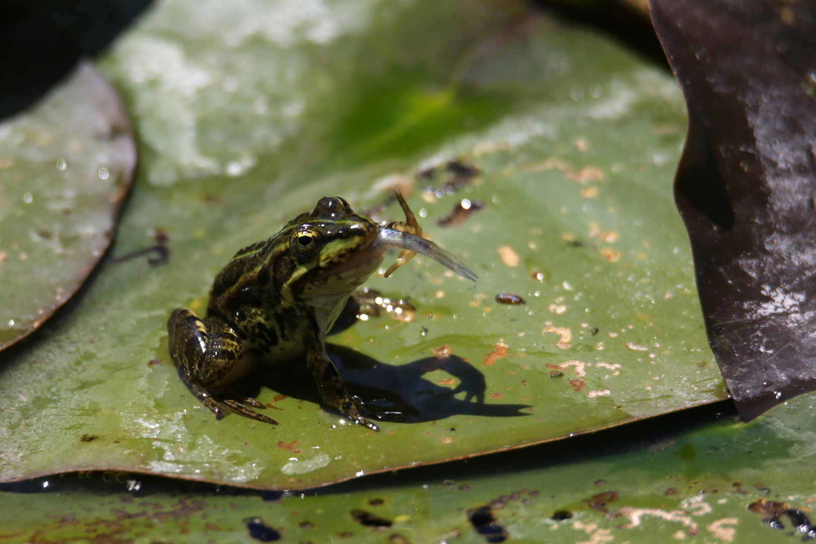 Teichfrosch