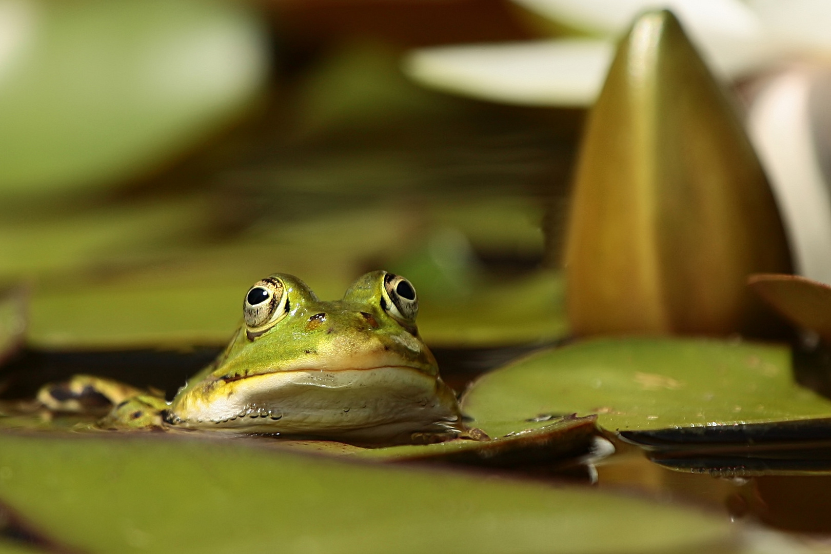 Teichfrosch