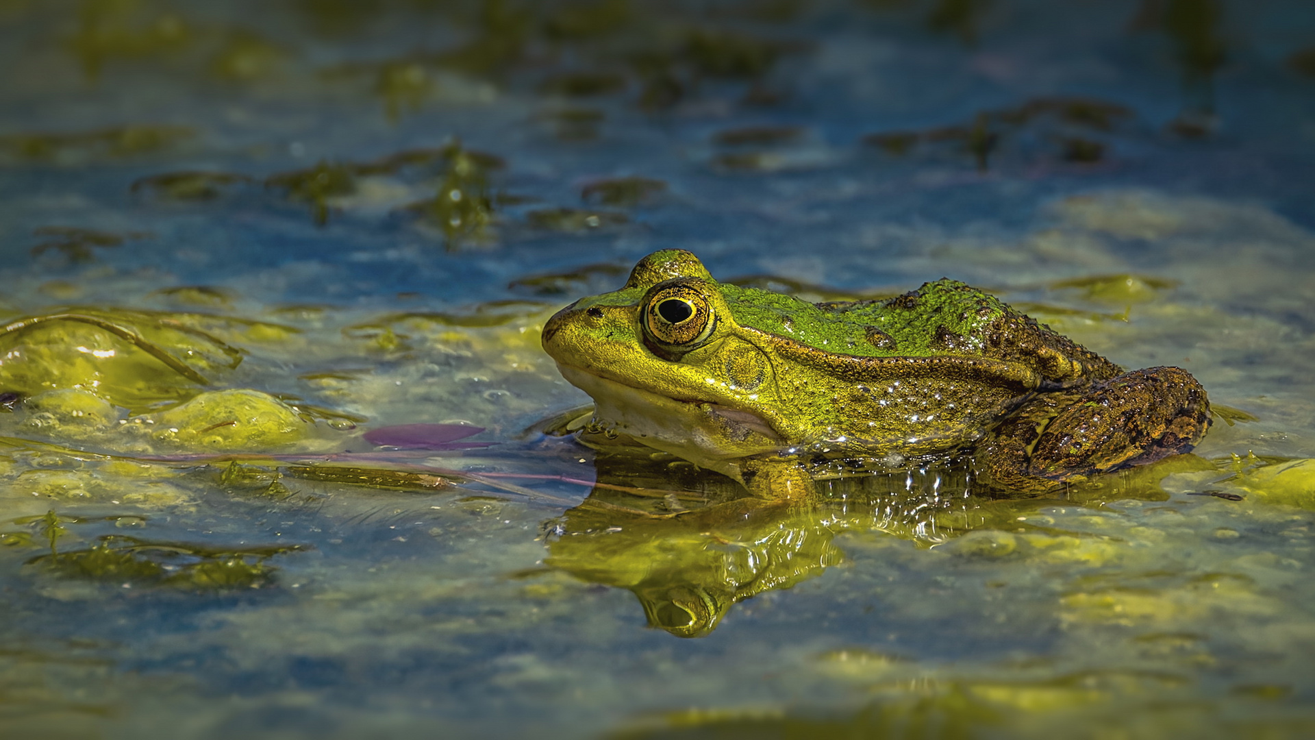 Teichfrosch