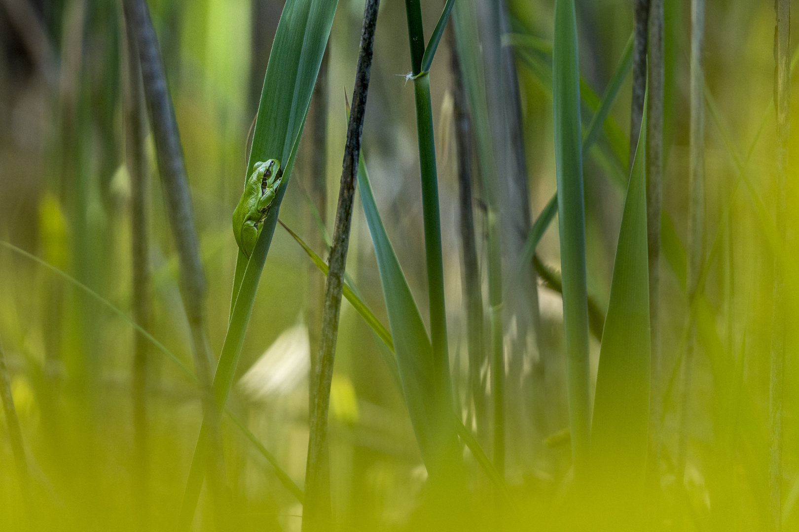 Teichfrosch