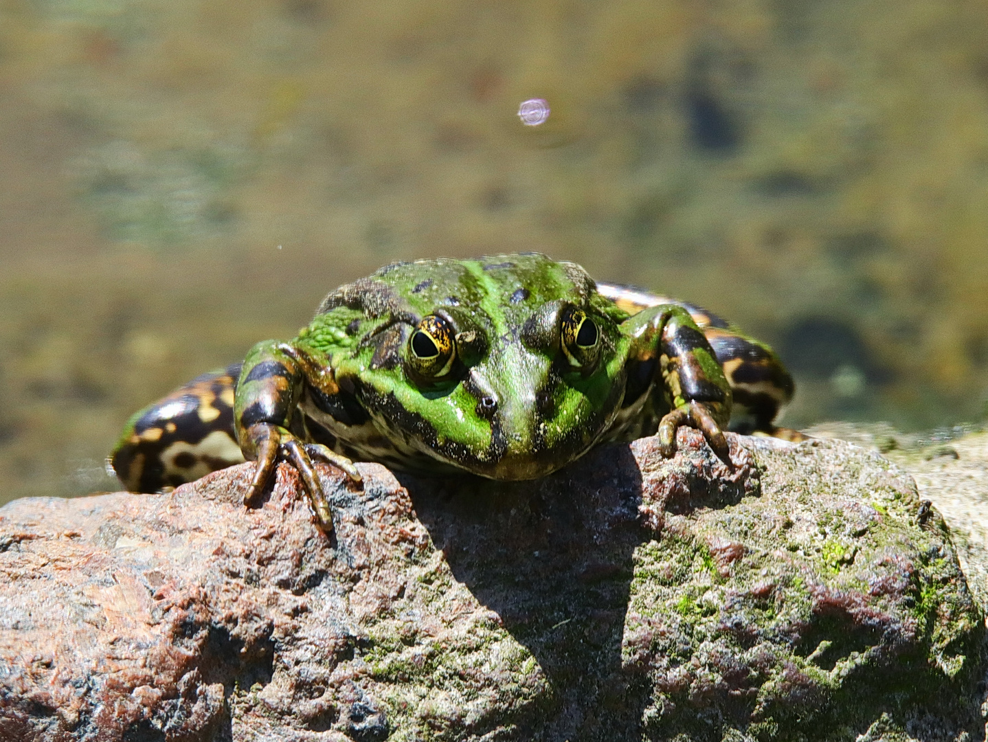 Teichfrosch