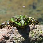 Teichfrosch