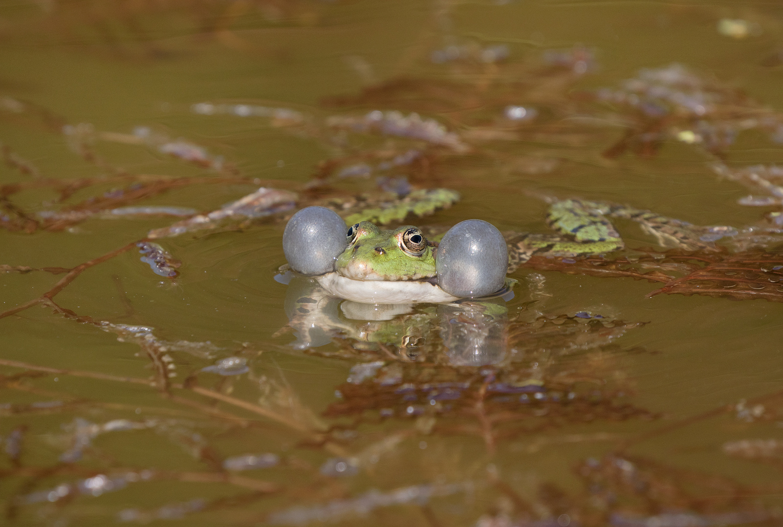 Teichfrosch