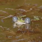 Teichfrosch