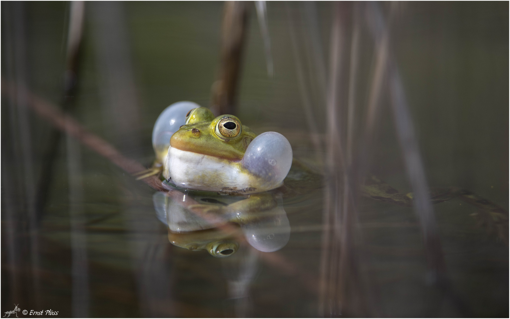 Teichfrosch