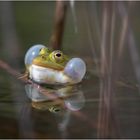 Teichfrosch