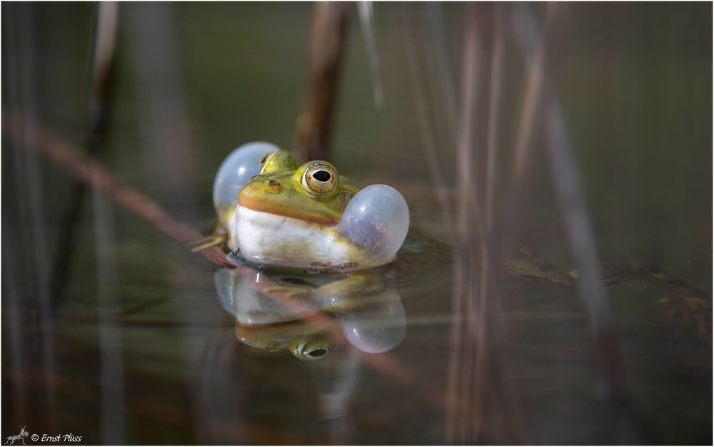 Teichfrosch