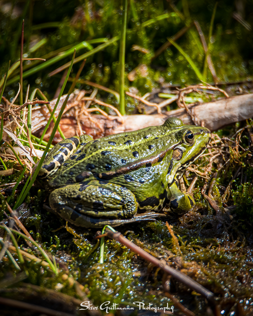 Teichfrosch