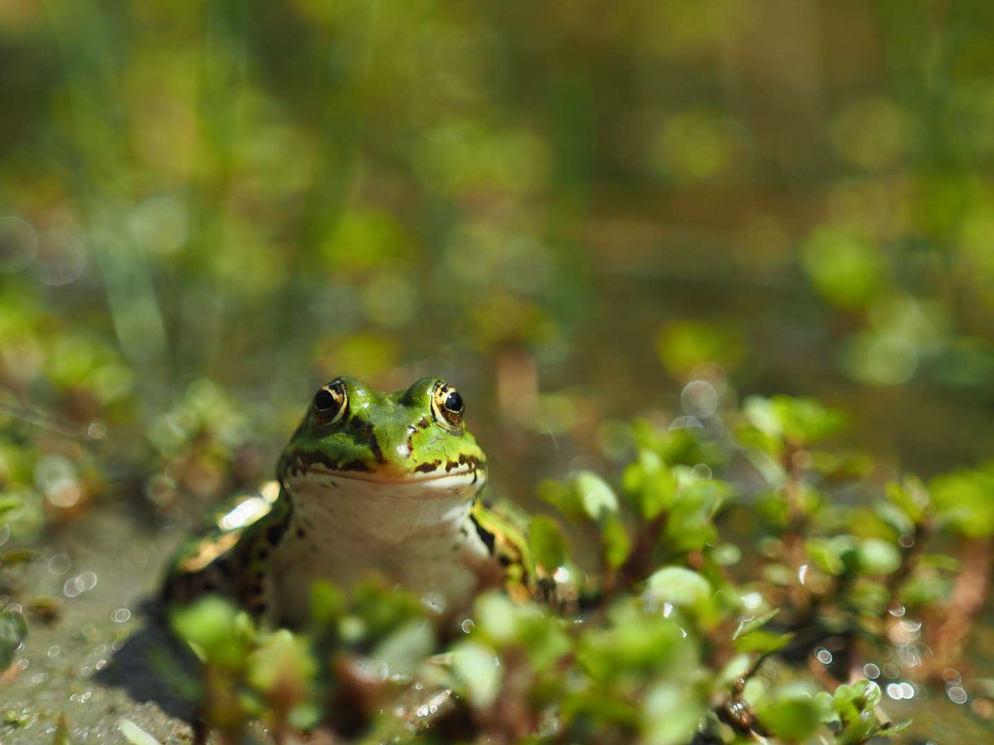 Teichfrosch