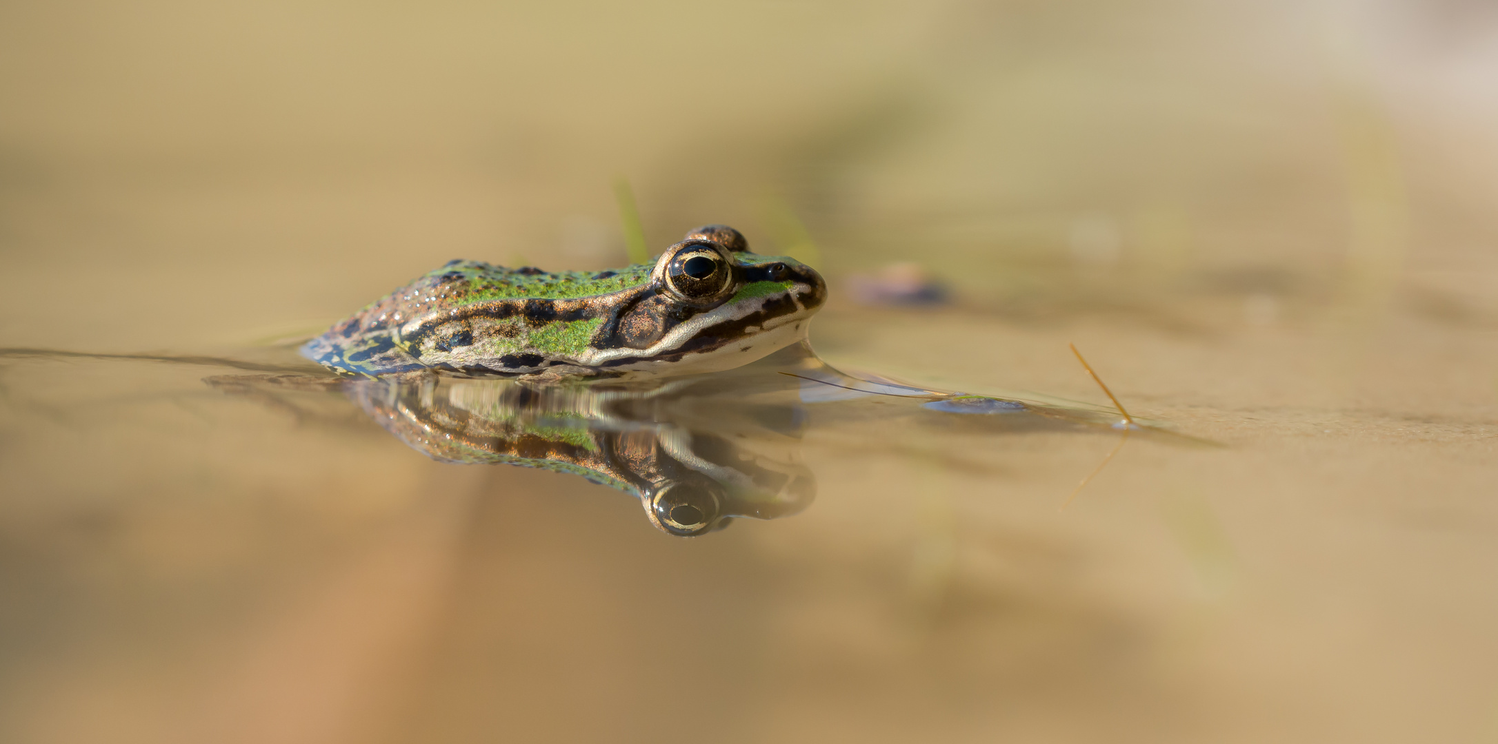 Teichfrosch