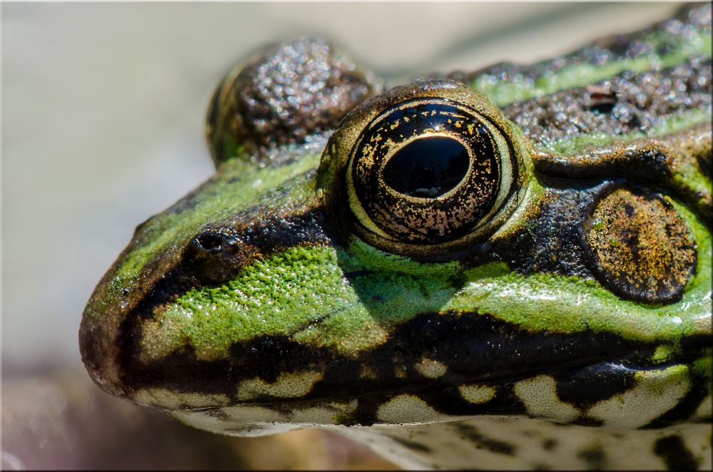 Teichfrosch