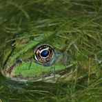 Teichfrosch