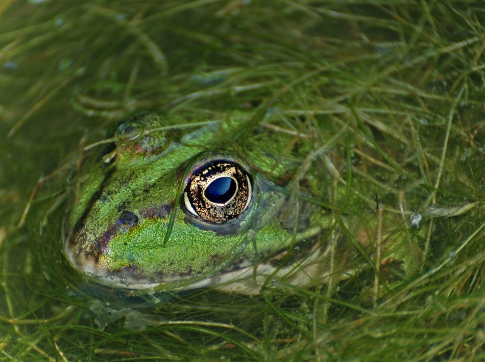 Teichfrosch