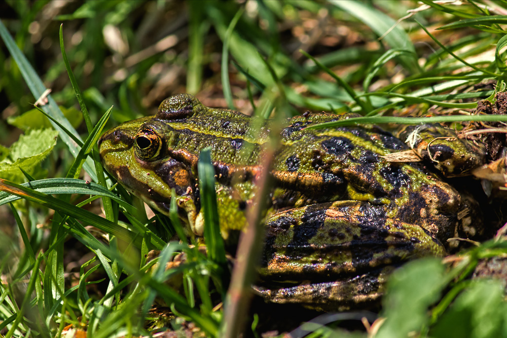 Teichfrosch