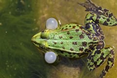 Teichfrosch