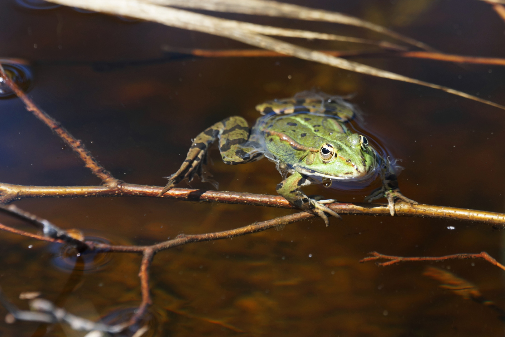 Teichfrosch