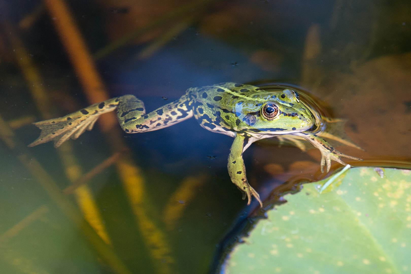 Teichfrosch