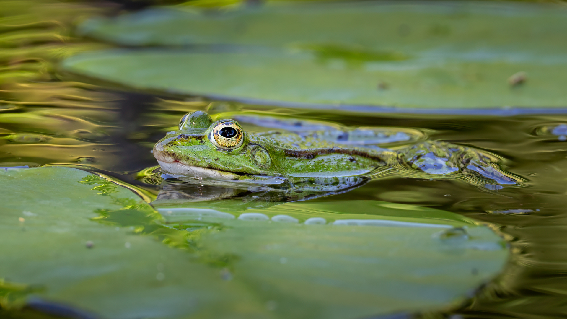 Teichfrosch Foto & Bild natur, tiere, wildlife Bilder auf